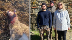 Branco di lupi fa strage nell'allevamento di pecore: 8 uccise, 2 ferite e 10 disperse. Famiglia chiede incontro con il prefetto
