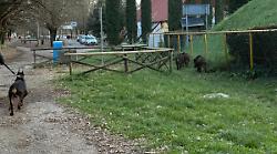 Branchi di cinghiali a spasso tra la gente al percorso verde: in Umbria stimati 120 mila esemplari