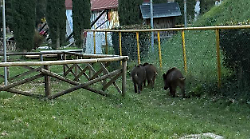 Invasione di cinghiali, per il Wwf  in Umbria sono 350.000. In aumento anche i lupi: i danni degli animali selvatici toccano quota 1,8 milioni
