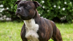 Orvieto, scatta il sequestro per il cane che ha azzannato un bambino di due anni e l'ha ferito alla testa