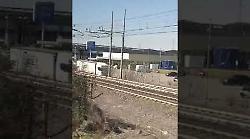 Lupo sfida in velocità il treno in pieno giorno correndo lungo i binari che attraversano la città