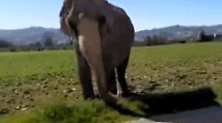 Gubbio, un elefante va a spasso per la città. Interviene la polizia locale 