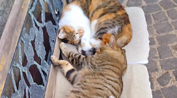 Orvieto, strage di gatti nella frazione di Sugano con le polpette killer. Avvelenato anche un cane