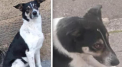Cane fa su e giù in treno da giorni tra Firenze e Castiglion Fiorentino, appello per ritrovare Priscilla