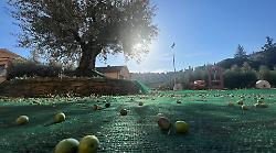 L'evento L'olio di Spello a Villa Fidelia: focus sul ruolo della cooperativa per la tutela della qualità e del paesaggio