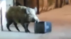 Cinghiale a caccia di cibo per le vie di Gubbio: il video