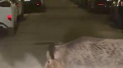 Gubbio, nuove incursioni del cinghiale "Peppone" in centro storico. C'è chi vuole catturarlo 