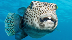Il pesce mortale nell'Adriatico, se mangiato può essere letale. E' l'avvistamento più settentrionale, esemplare velenosissimo