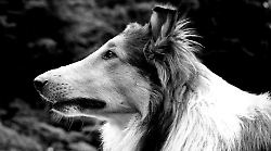 Pal, l'incredibile storia del primo cane che interpretò Lassie: venduto e riacquistato per 10 dollari, il casting e la scena del fiume