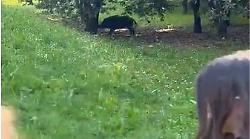 Cinghiali a spasso tra i bambini al percorso verde: esposti a carabinieri, Comune e Regione