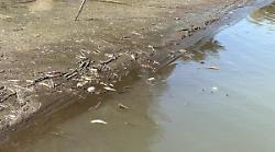 Passignano sul Trasimeno, moria di pesci al lago: c'è il rebus smaltimento 