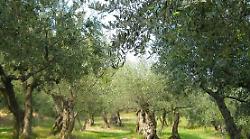 "Merenda nell’Oliveta": in Umbria appuntamenti in 7 Città dell’Olio. Ecco tutte le tappe