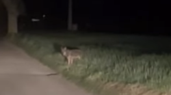 Assisi, avvistato un lupo. Comune: "Cani al guinzaglio lungo al percorso del Tescio"