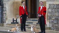 Cani, corvi e cavalli: la vera corte segreta della Corona inglese