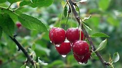 Annata disastrosa in Puglia per le ciliegie: produzione crollata fino al 100%. Coldiretti chiede lo stato di calamità