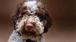 Allevatore di cani di razza evade il fisco per 170 mila euro