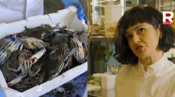Il granchio blu, da specie invasiva a piatto della chef stellata Chiara Pavan: ecco come lo cucina