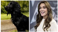 Cuccioli, selfie e un letto condiviso: il lato segreto di Kate e William