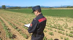Passignano sul Trasimeno, vende frutta e ortaggi a km zero ma li compra da un grossista 