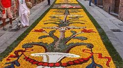 Città della Pieve, l'Infiorata di San Luigi Gonzaga festeggia i 60 anni 