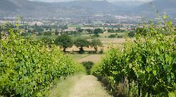 Cantina Vetunna, la storia e il futuro del vino a Bettona