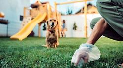 Lugnano in Teverina, in arrivo multe fino a 500 euro per chi non pulisce gli escrementi dei cani sulle strade