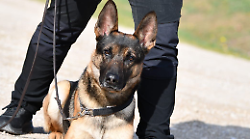 Città di Castello, per la polizia locale c'è l'unità cinofila contro spacciatori e decoro urbano