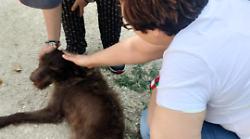 Spoleto, i ragazzi dell'Oami in visita al canile: "Amore a prima vista con gli amici a quattro zampe"
