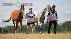 Ecco i primi cavalli a Castiglione del Lago: tutto pronto per lo Zigulì Fei European Championship