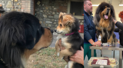 Cani che salvano altri cani: la rete delle donazioni della Banca del Sangue di Perugia. La storia di Noce e Bud 