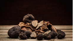 Montefalco, trovato un tartufo da 1,4 chilogrammi. Volerà a New York con Urbani Tartufi 