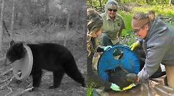 Salvato orso con un coperchio incastrato al collo: era intrappolato da due anni
