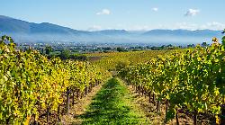Vetunna: l’arte del vino umbro tra storia millenaria e passione cooperativa