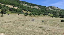 Gualdo Tadino, l'antica transumanza rivive tra le montagne della Valsorda. In cammino lungo sentieri e tracciati storici