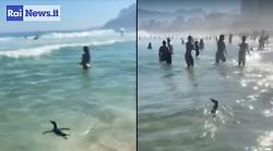 Un pinguino nuota tra i surfisti di Praia do Arpoador a Rio de Janeiro