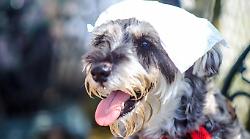 Come proteggere cani e gatti dal caldo. I consigli dell'Enpa 