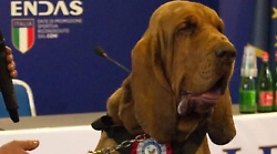 Ucciso brutalmente Bruno, il cane eroe che aveva salvato 9 persone: cosa è successo, è caccia ai responsabili. In aumento in Italia le violenze sugli amici a quattro zampe