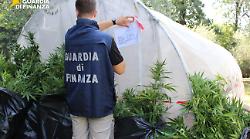 Sequestrata serra da 69 piante di marijuana in un giardino di casa: avrebbero fruttato 40 mila euro