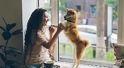 Cani e umani, un legame che va oltre lo sguardo: cosa dicono gli studi scientifici. L'incredibile storia di Hachiko che ha commosso il mondo

