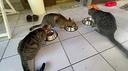 Il gatto Leo dopo un anno di vita da randagio torna a casa e mangia le crocchette con il fratello e la nuova arrivata. Video