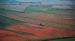 Fioritura a Castelluccio di Norcia, revocata l'ordinanza sulla viabilità per sabato 12 e domenica 13 luglio
