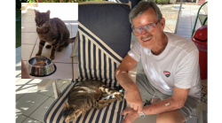 Il gatto sparito dalla casa al mare riappare dopo un anno per la gioia dell'architetto. La storia di Leo