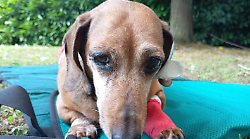 La cagnolina ridotta in fin di vita dall'ex proprietario è salva e ha trovato casa. Lieto fine per la bassotta Ofelia, ecco la sua nuova famiglia