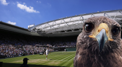 Chi è Rufus, il vero occhio di falco di Wimbledon: sorveglia i campi da 18 anni e ora è una star del club