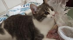 Narni, arruola una pet-detective per trovare il gatto Tony scomparso nel nulla. L'appello della proprietaria
