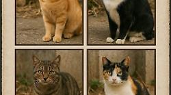 Scomparsi nel nulla i gatti di una colonia felina a Ferentillo. I volontari dell'Enpa lanciano un appello