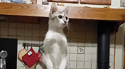 Castiglion Fiorentino, ricordate il gatto nel motore dell'auto del sindaco? Eccolo, Attila è cresciuto e sta bene 
