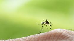 Virus Chikungunya, epidemia in Francia e primi contagi in Italia. Sintomi e misure di prevenzione 