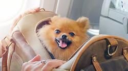 Controlli in aeroporto, nuove regole per documenti, liquidi e animali in cabina. Ecco cosa cambia da oggi, ma non senza polemiche