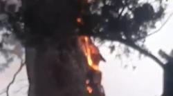 Pioggia e fulmini a San Vetturino: albero in fiamme. Allerta meteo gialla in tutta l'Umbria per temporali